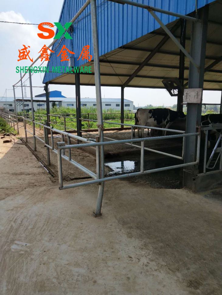 2018 CATTLE STALL Cattle Headlock